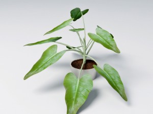 small plant 3D 모델