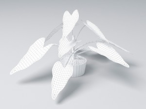 small plant 3D 모델