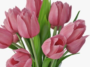 tulips 3D Model
