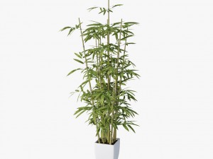 bamboo 3D Model