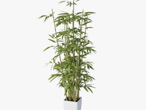 bamboo 3D Model