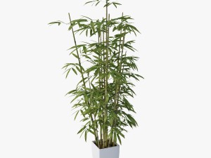 bamboo 3D Model