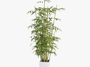 bamboo 3D Model