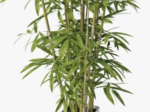 bamboo 3D Model