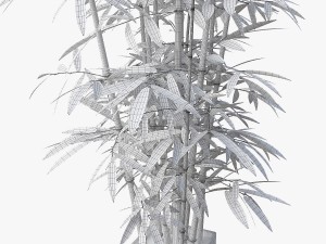 bamboo 3D Model