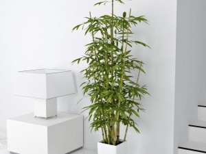 bamboo Modèle 3D