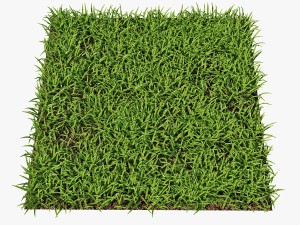 grass 3D Model