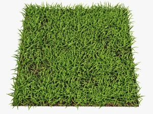 grass 3D Model