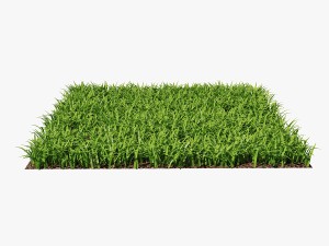 grass 3D Model