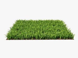 grass 3D Model