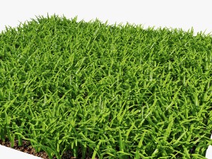 grass 3D Model