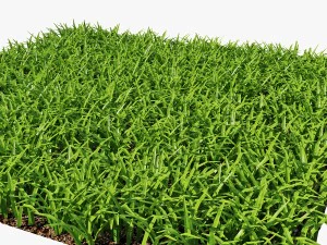 grass 3D Model