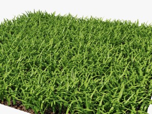 grass 3D Model