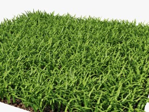 grass 3D Model