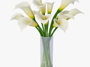 calla Model 3D