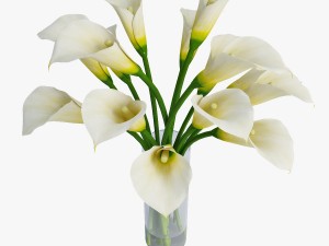 calla Model 3D