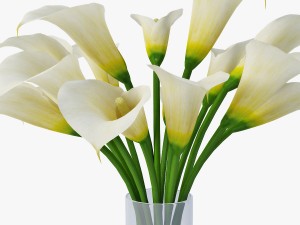 calla Model 3D