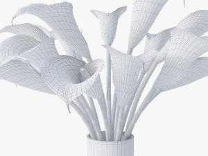 calla Model 3D
