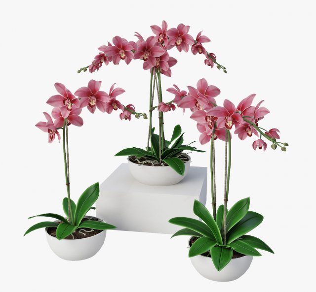 orchids 3D 模型 .c4d .max .obj .3ds .fbx .stl .blend 