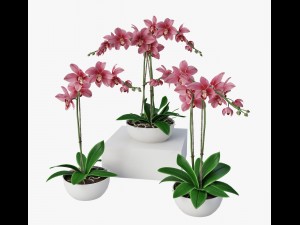 orchids Modèle 3D
