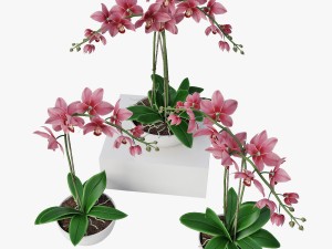 orchids 3D 模型