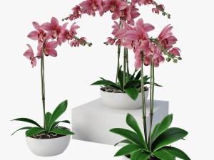 orchids 3D 模型