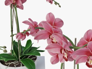 orchids 3D 模型