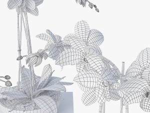 orchids 3D 模型