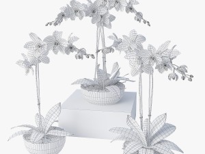 orchids 3D 模型