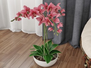 orchids 3D 模型