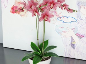 orchids 3D 模型