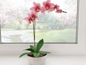 орхідея1 3D Модель