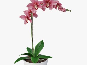 orchid1 3D 模型