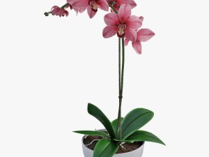 orchid1 3D 模型