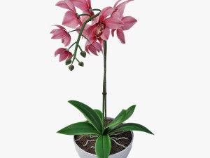 orchid1 3D 模型