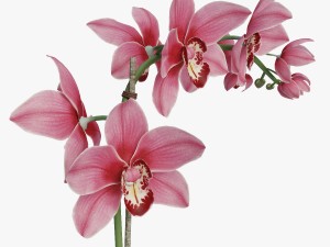 orchid1 3D 模型