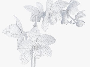 orchid1 3D 模型