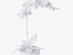 orchid1 3D 模型