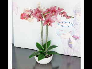 orchid2 3D Model