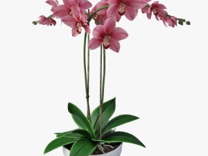 orchid2 Modèle 3D