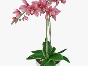 orchid2 Modèle 3D