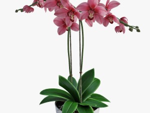 orchid2 Modèle 3D