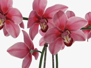 orchid2 Modèle 3D