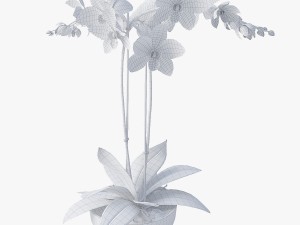 orchid2 Modèle 3D