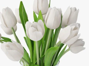 white tulips 3D Model
