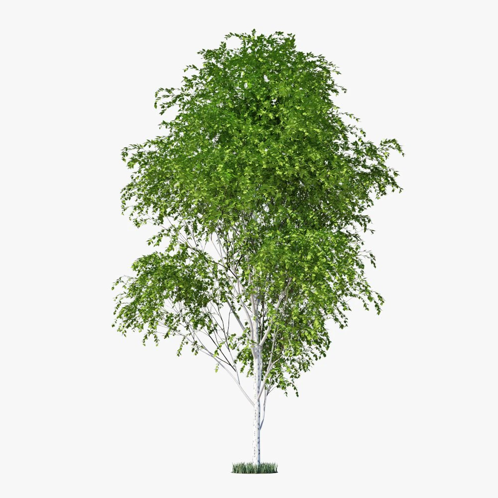 birch tree 3D Model .c4d .max .obj .3ds .fbx .stl .blend 