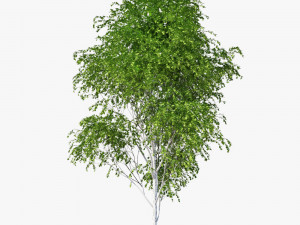 birch tree Modelo 3D