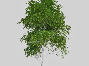 birch tree Modèle 3D