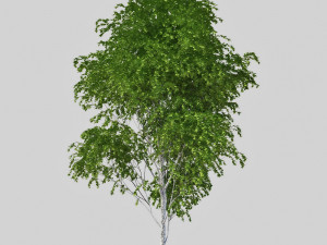birch tree Modèle 3D