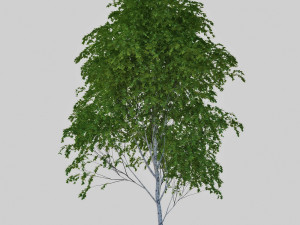 birch tree Modèle 3D